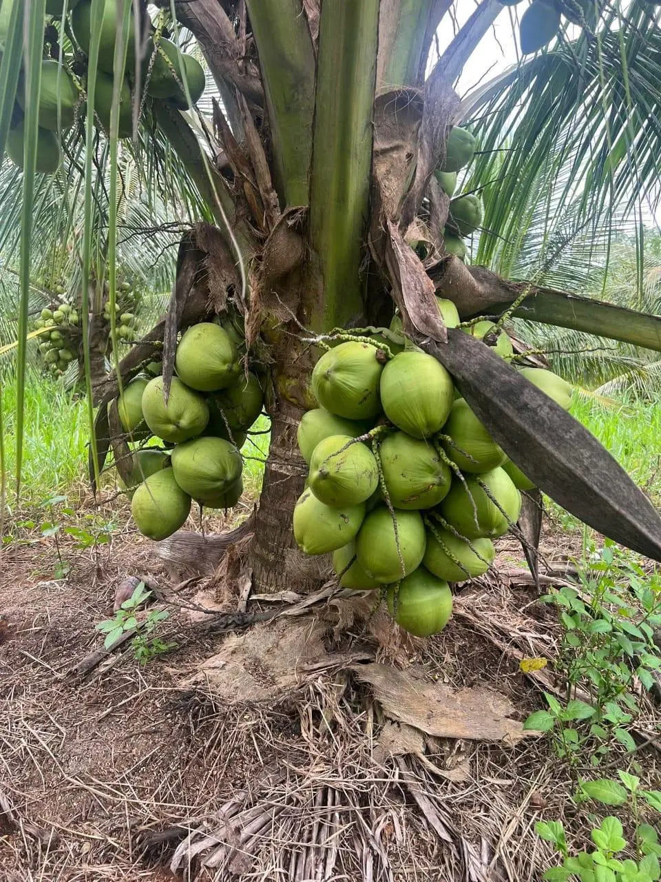 Vivero de plantas de coco en funda