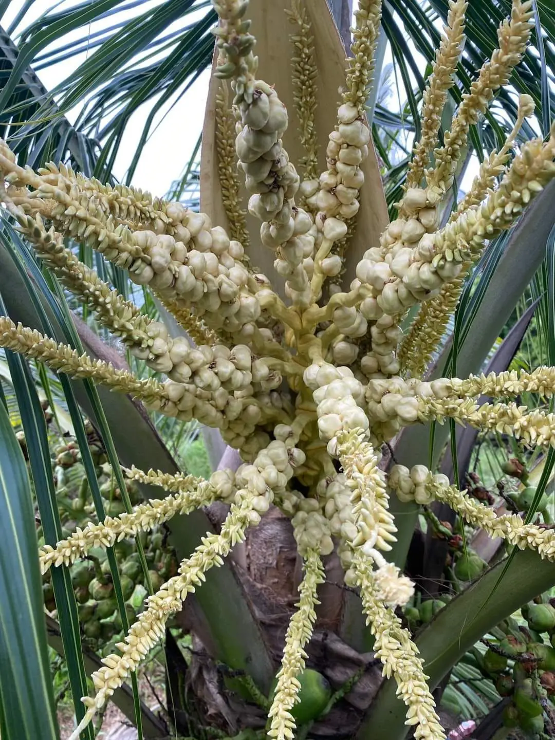 Cultivo t&eacute;cnico de coco en Ecuador