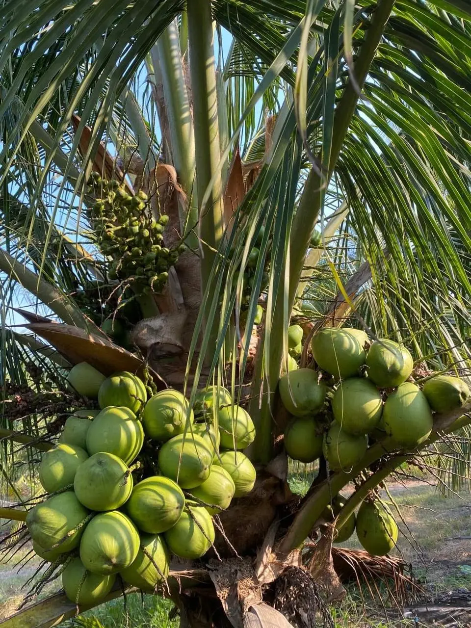 Palma de coco cargada de frutos