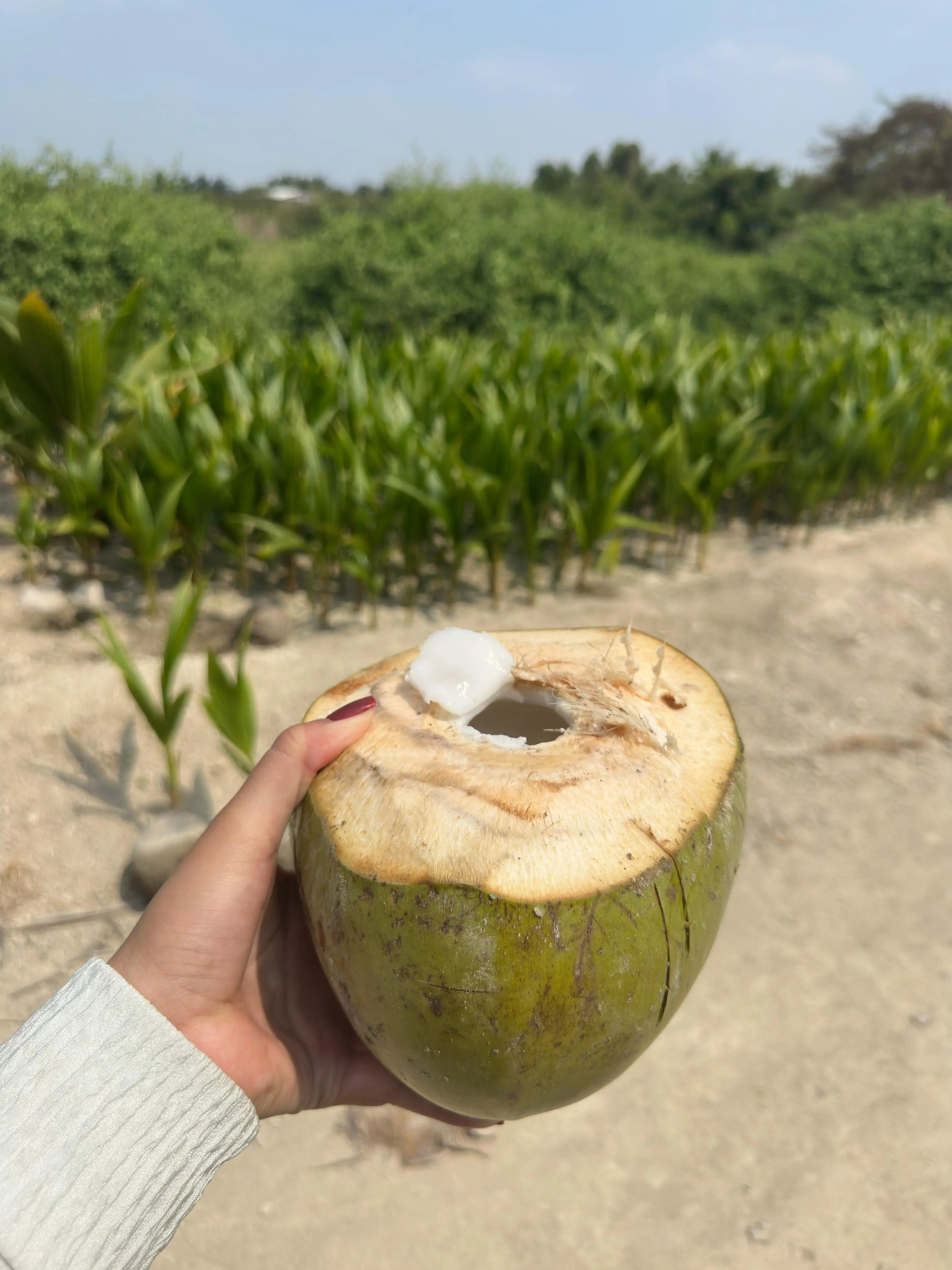 Semillas de coco germinadas seleccionadas