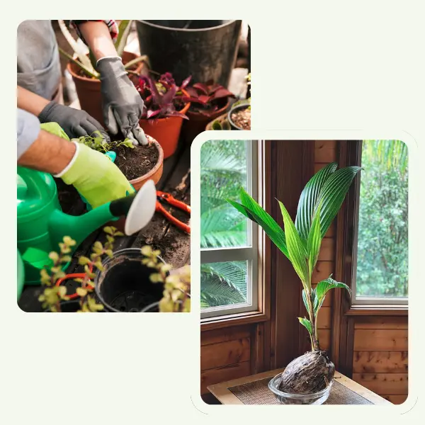 vivero agrovida santo domingo de los tsachilas